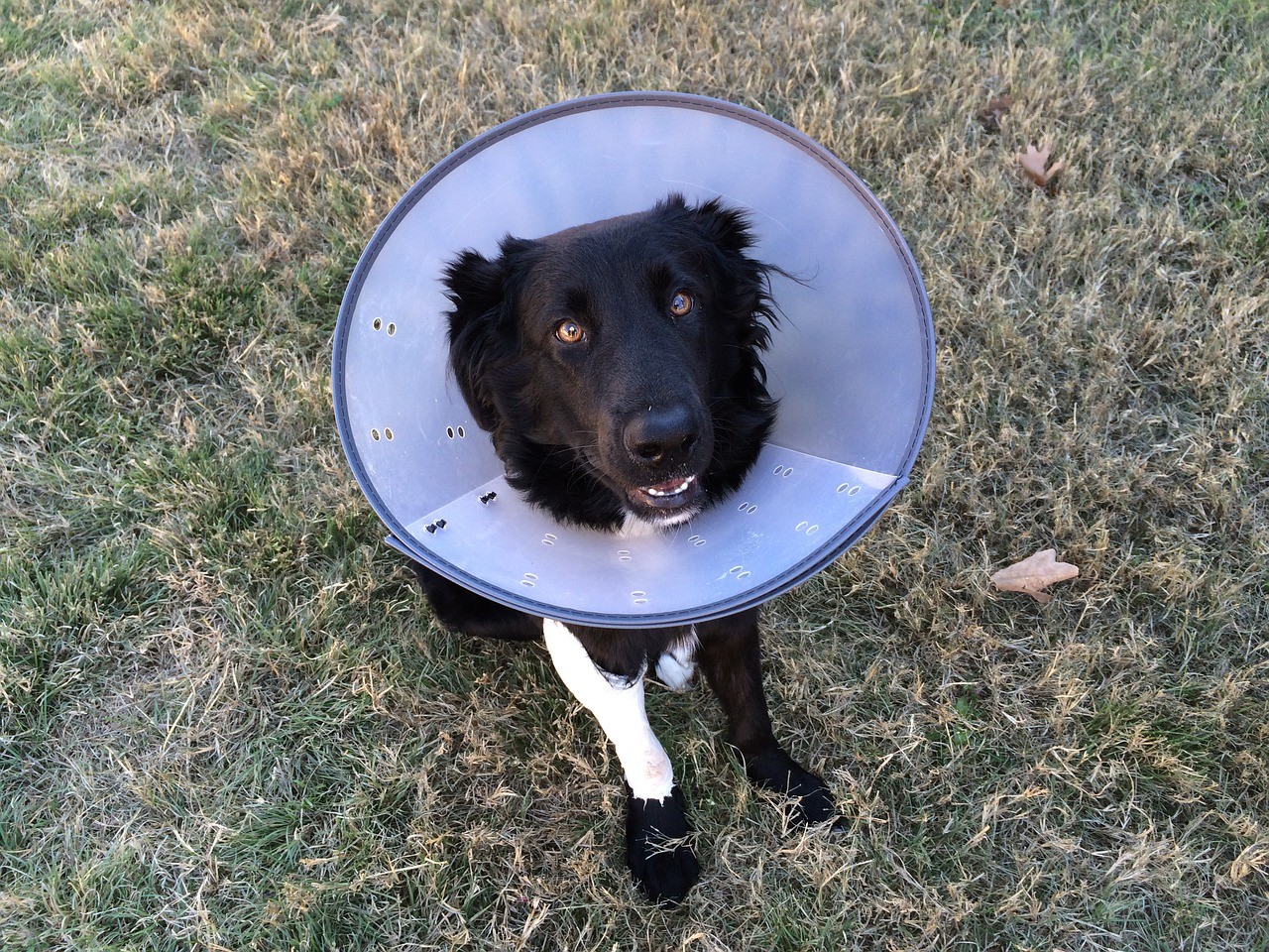 dog after surgery