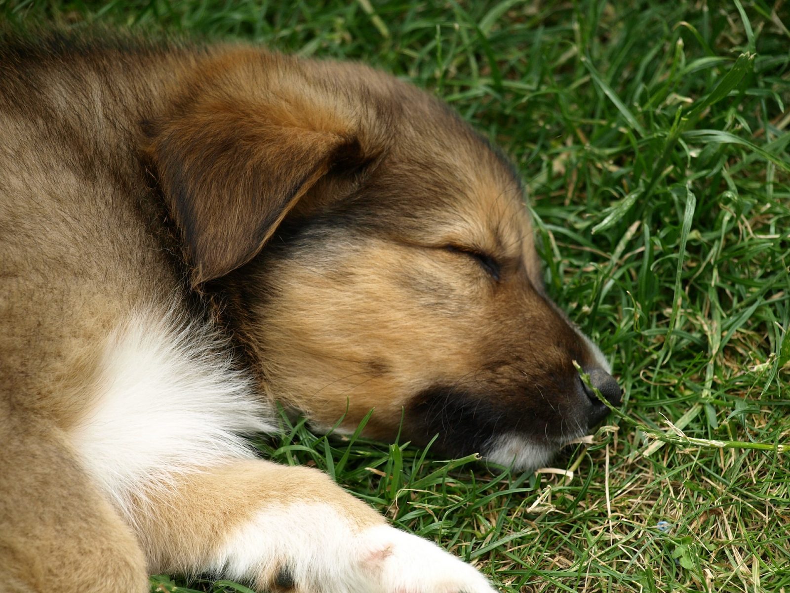 Puppy lying on grass
