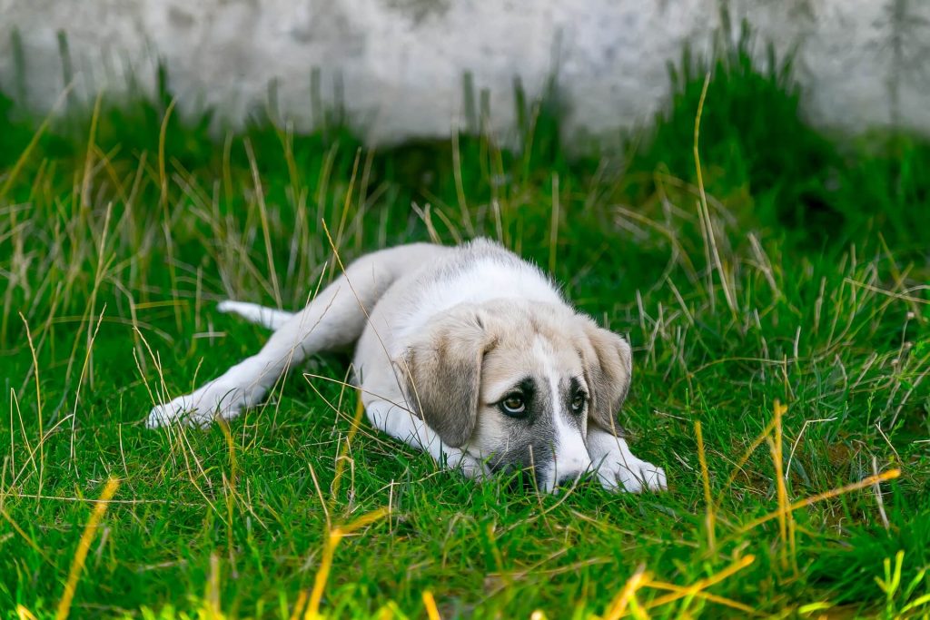 Dog in Grass